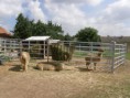 /album/farma-bitozeves/farma-bitozeves-11-jpg/